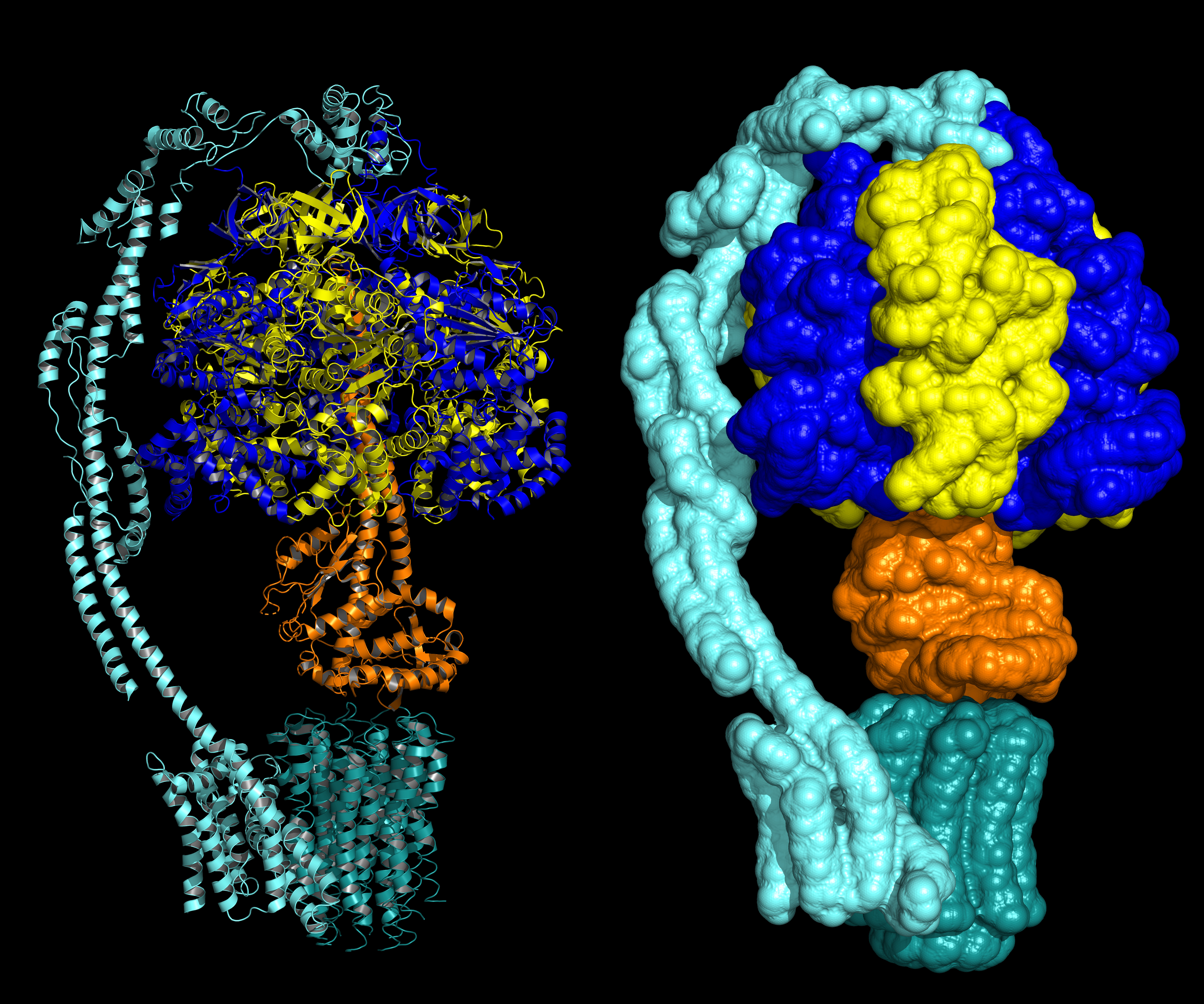 ATP synthase enzyme